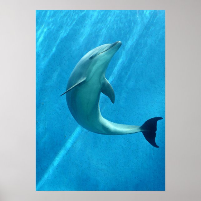 Dolphin Poster (Front)