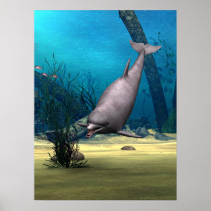 Dolphin Poster