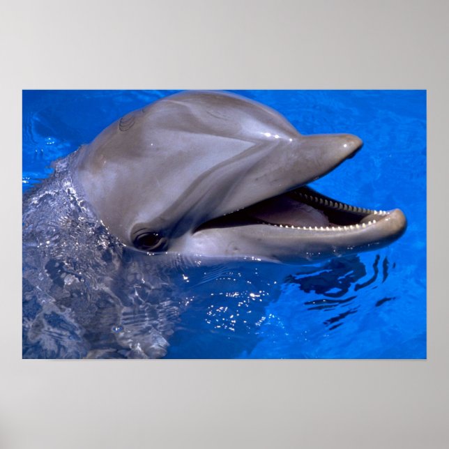 Dolphin Poster (Front)