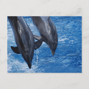 Dolphin Show Postcard