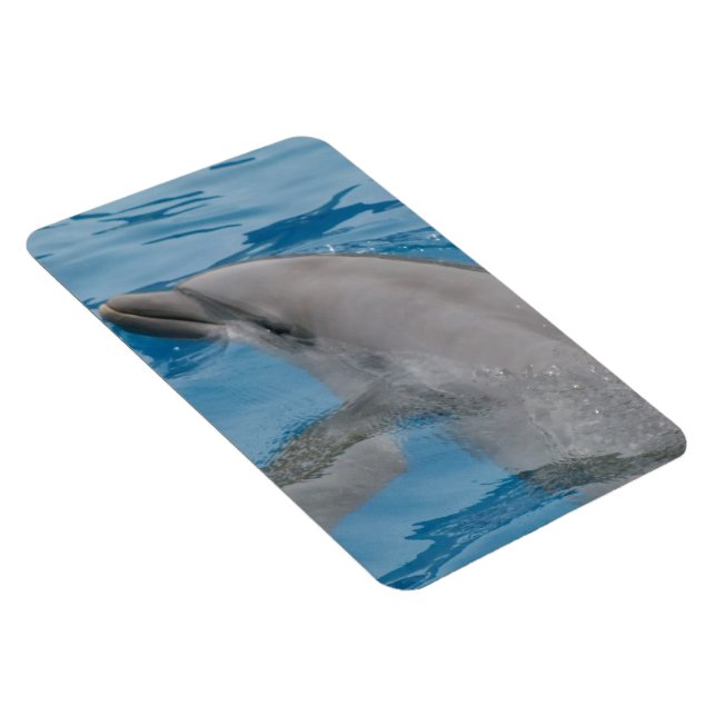 Dolphin Sliding Through Bright Blue Water Magnet (Right Side)