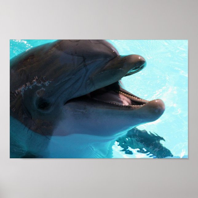Dolphin Smiles Poster (Front)