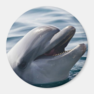 Dolphin Smiling Magnet