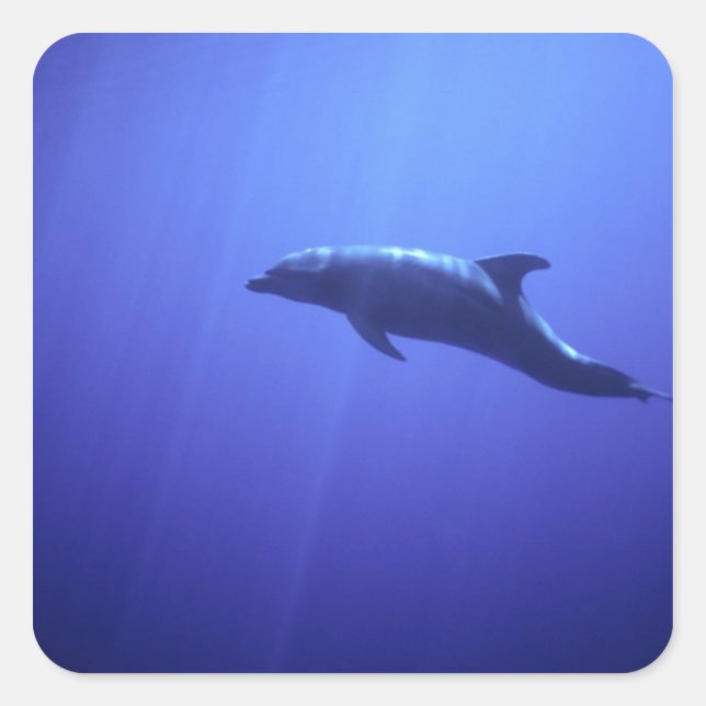 Dolphin Square Sticker (Front)