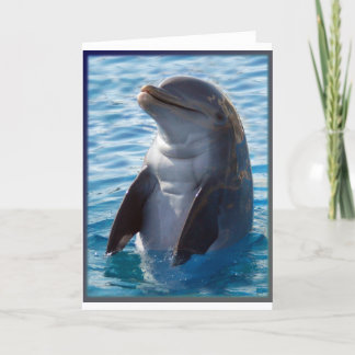 dolphin stand card