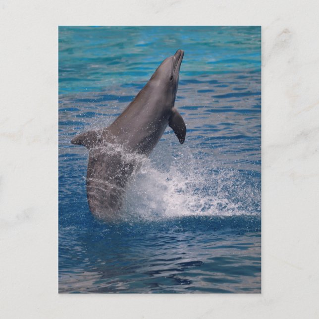 Dolphin standing out of the water postcard (Front)