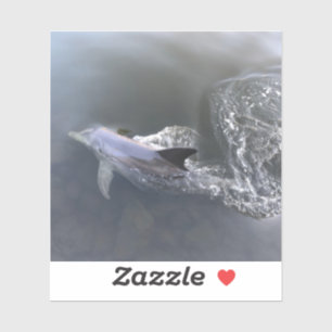Dolphin Swimming