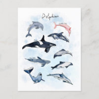 Dolphin theme party kids watercolor drawing