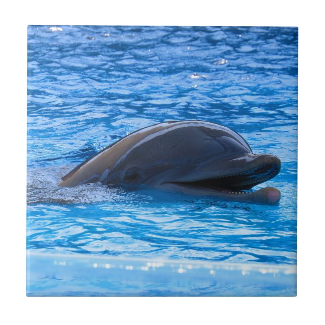 Dolphin Tile (Front)