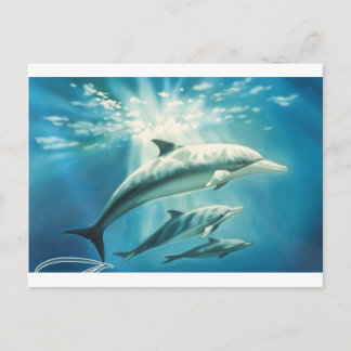 Dolphin Trio Postcard