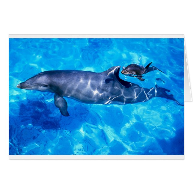 dolphins (Front Horizontal)