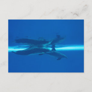 Dolphins and blue ocean , teal and aqua, water enclosure card