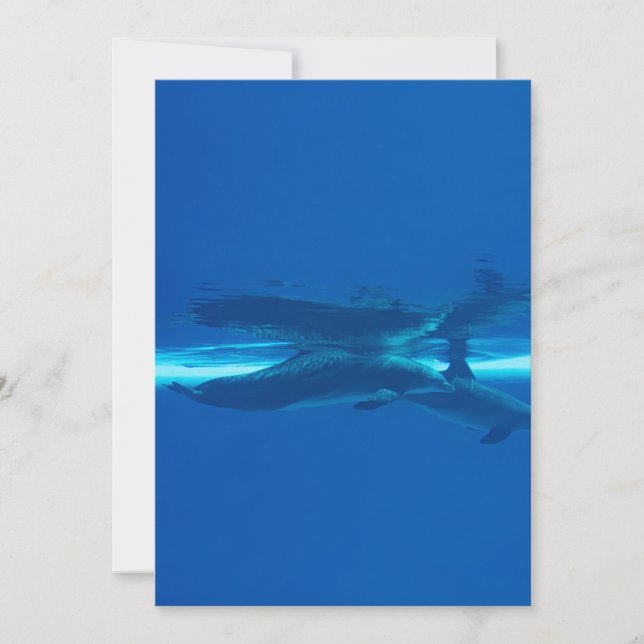 Dolphins and blue ocean , teal and aqua, water  invitation (Front)