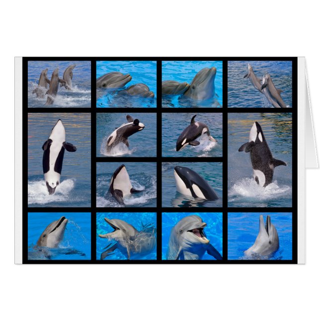 Dolphins and killer whales (Front Horizontal)