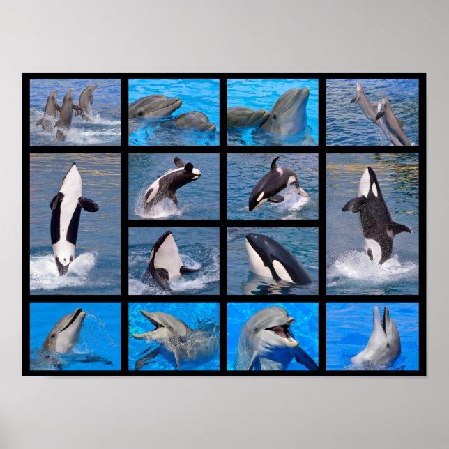 Dolphins and killer whales poster (Front)