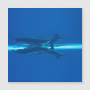 Dolphins and reflections
