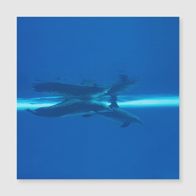 Dolphins and reflections (Front)