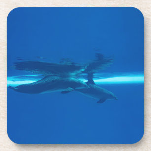 Dolphins and reflections   coaster
