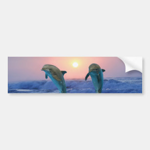 Dolphins at sunrise bumper sticker