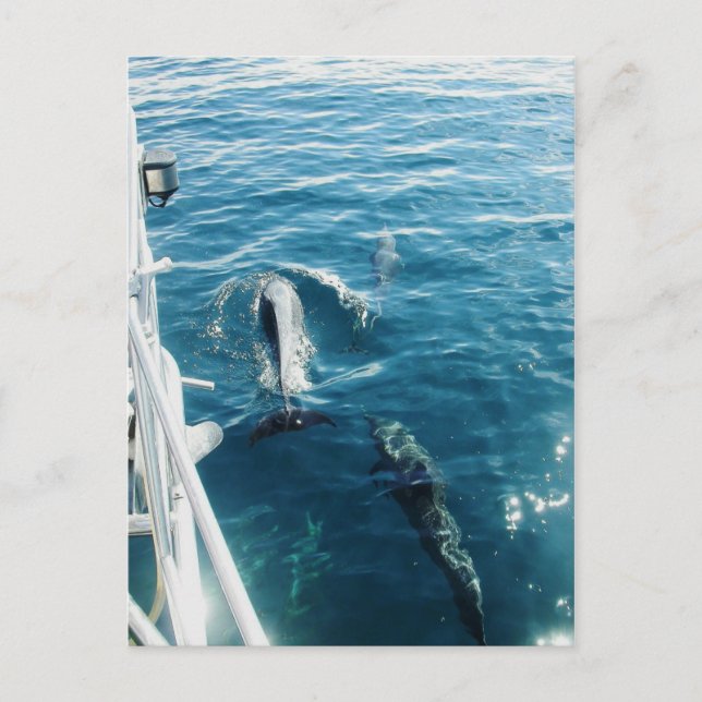 Dolphins Bowriding Postcard (Front)