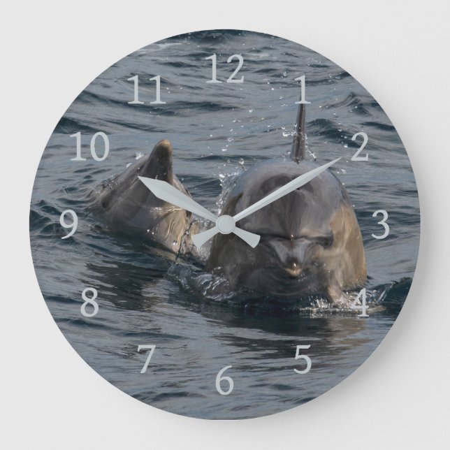 Dolphins Close-up Portrait, Tasmania, Australia Large Clock (Front)