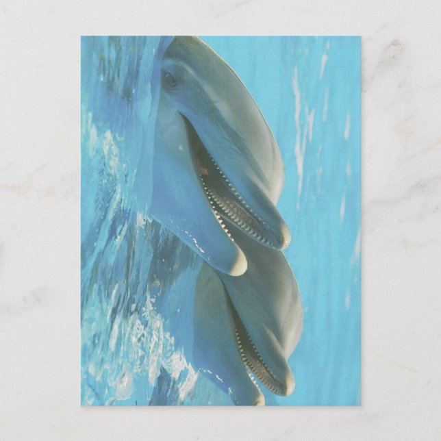 Dolphins Cozumel, Mexico Postcard (Front)