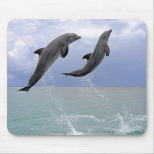 Dolphins Delfin (Grosser Tuemmler) Mouse Pad
