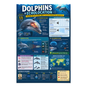 Dolphins Infographic Photo Print