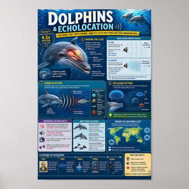 Dolphins Infographic Poster (Front)