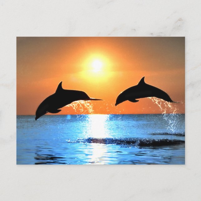 Dolphins Leaping Postcard (Front)