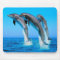 Dolphins