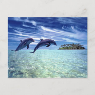 Dolphin's paradise postcard