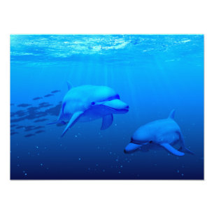 Dolphins Photo Print