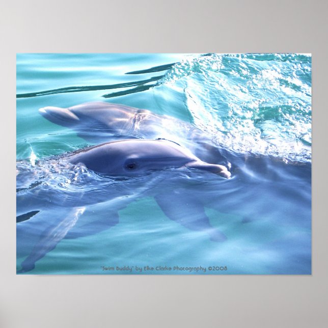 Dolphins Photography Poster (Front)