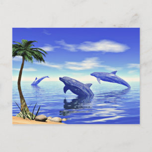Dolphins Postcard
