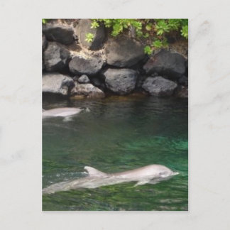 Dolphins Postcard