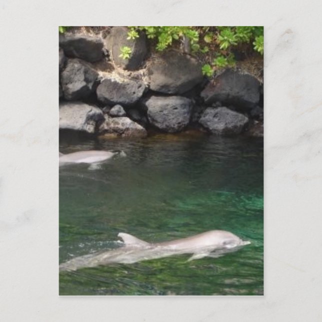 Dolphins Postcard (Front)