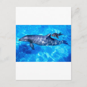 dolphins postcard