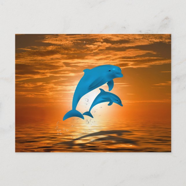 Dolphins Postcard (Front)
