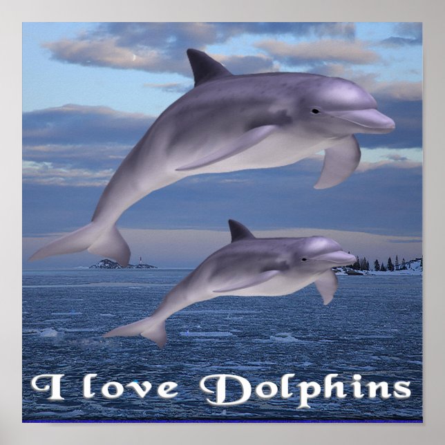Dolphins Poster (Front)