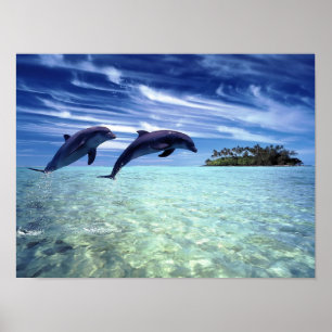 Dolphins Poster