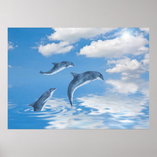 Dolphins Poster