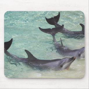 Dolphins, Sea World, Gold Coast, Queensland, Mouse Pad