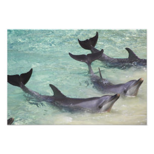 Dolphins, Sea World, Gold Coast, Queensland, Photo Print