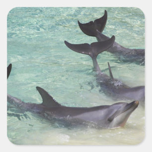 Dolphins, Sea World, Gold Coast, Queensland, Square Sticker