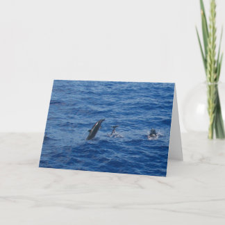 Dolphins . south side of Lanai photo greeting card