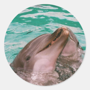 Dolphins Stickers