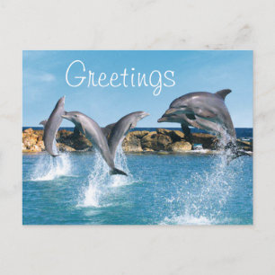 Dolphins swimming and doing tricks postcard