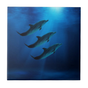 Dolphins Under Water Tiles