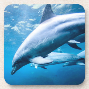 Dolphins Underwater Coaster